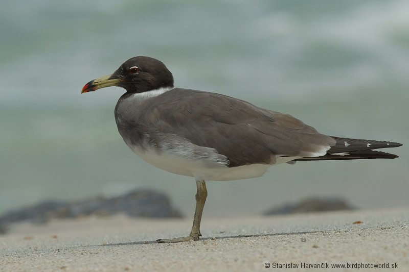 Gaviota Cejiblanca - ML204391421