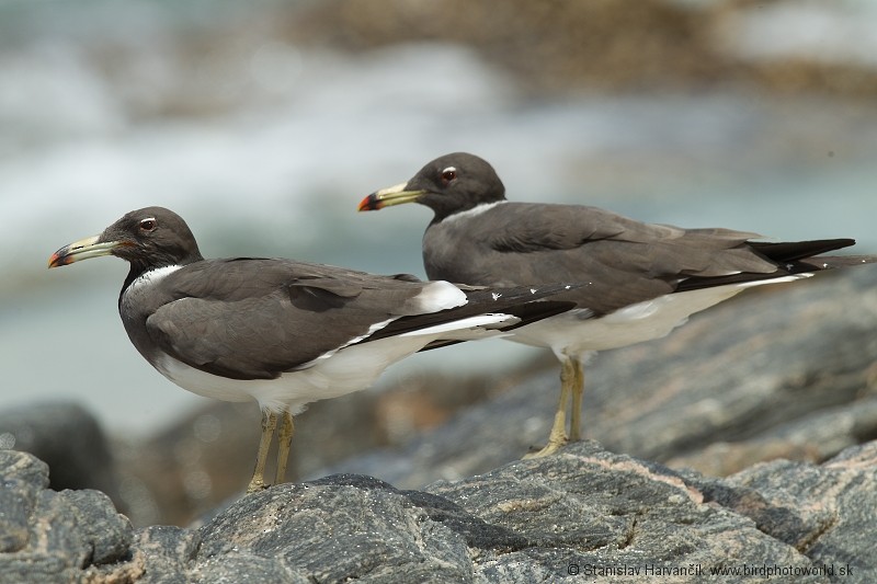 Sooty Gull - Stanislav Harvančík