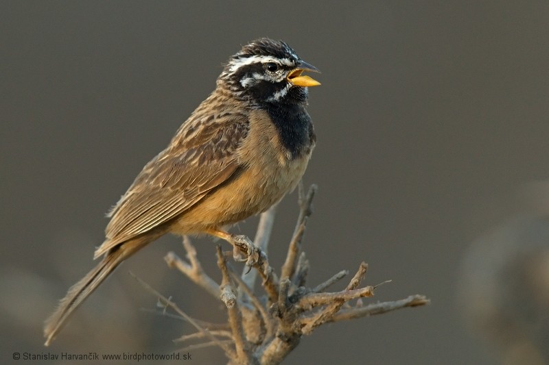 Cinnamon-breasted Bunting - ML204391461