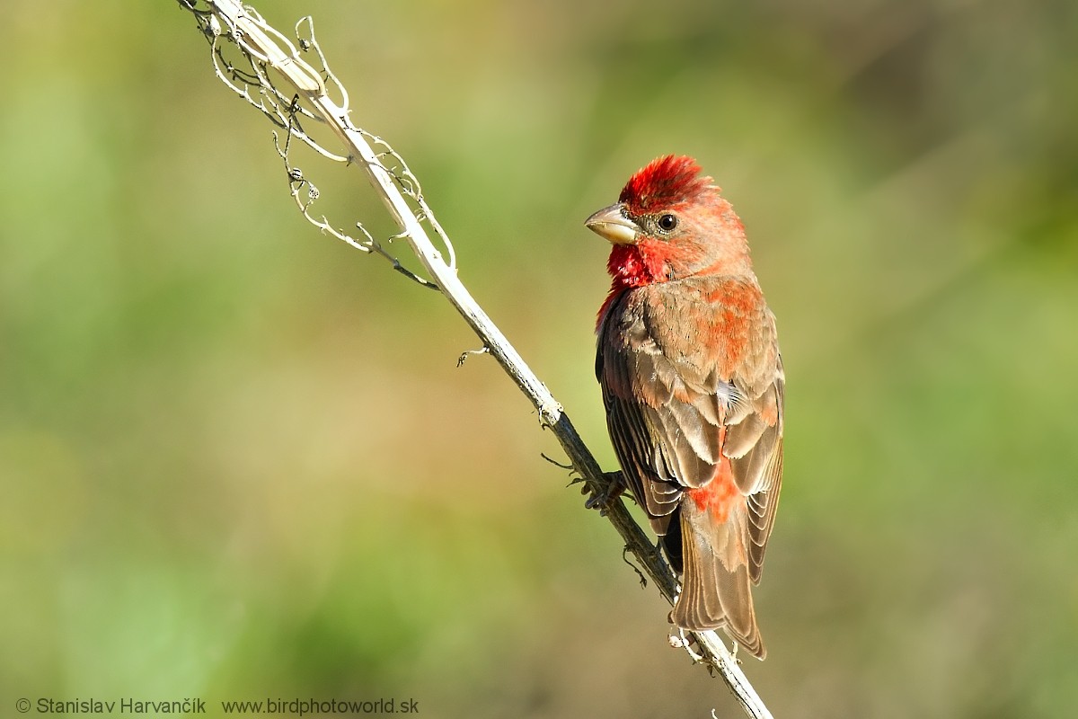 Common Rosefinch - Stanislav Harvančík