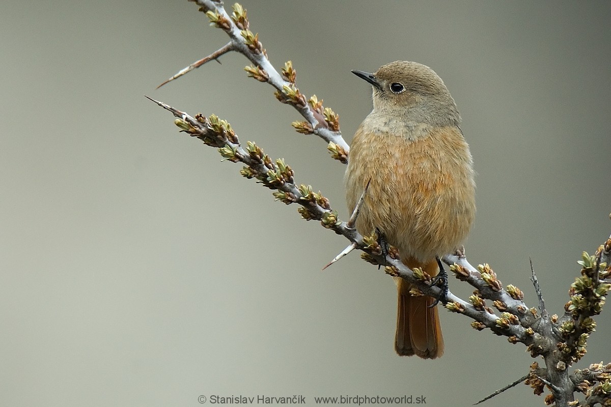 White-winged Redstart - ML204392021