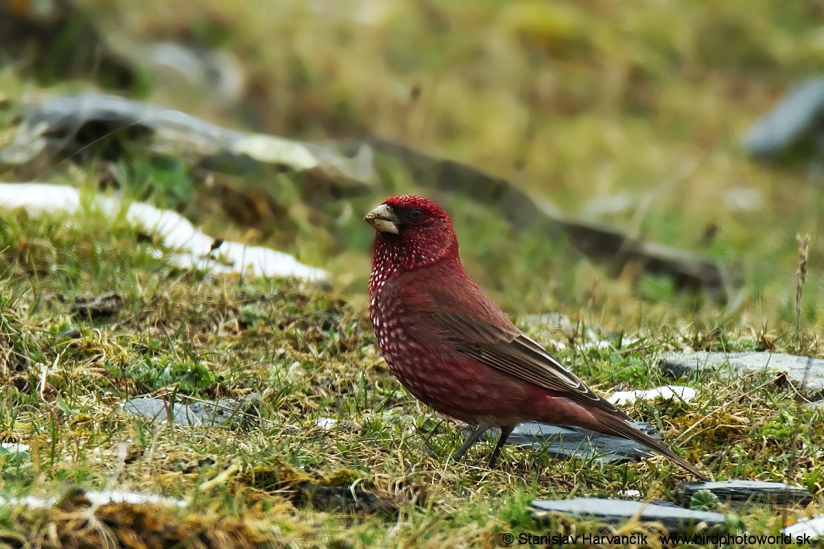 Great Rosefinch (Great) - ML204392041