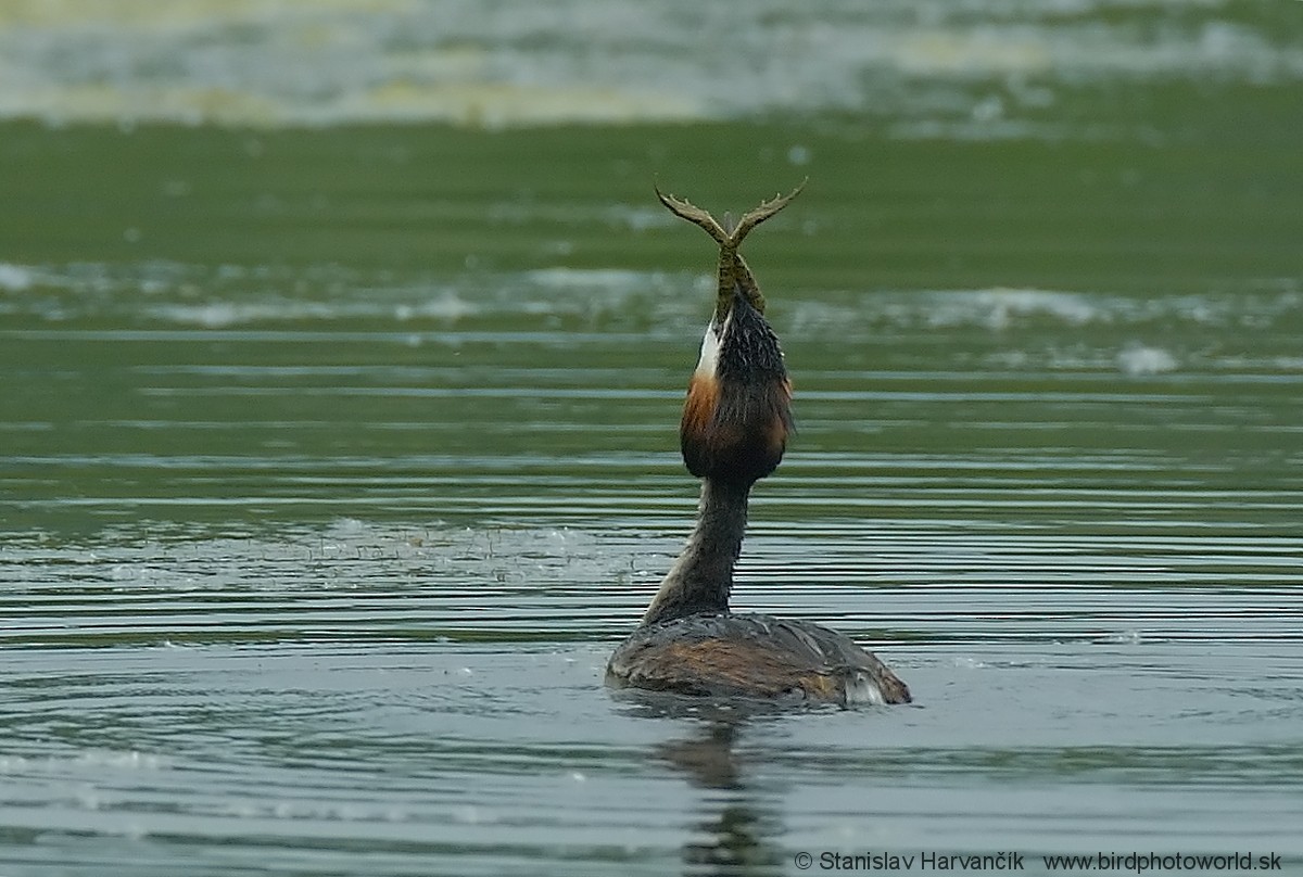 Great Crested Grebe - ML204392061