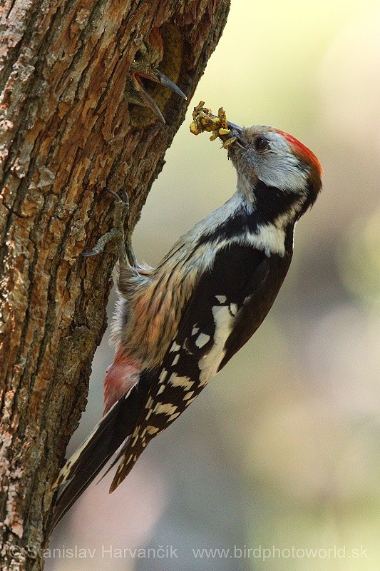 Middle Spotted Woodpecker - Stanislav Harvančík