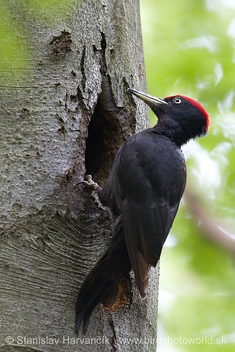 Black Woodpecker - ML204392421