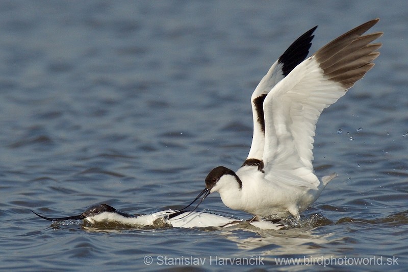 Pied Avocet - ML204392491