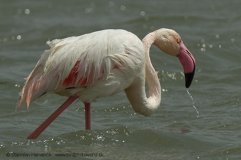 Greater Flamingo - Stanislav Harvančík