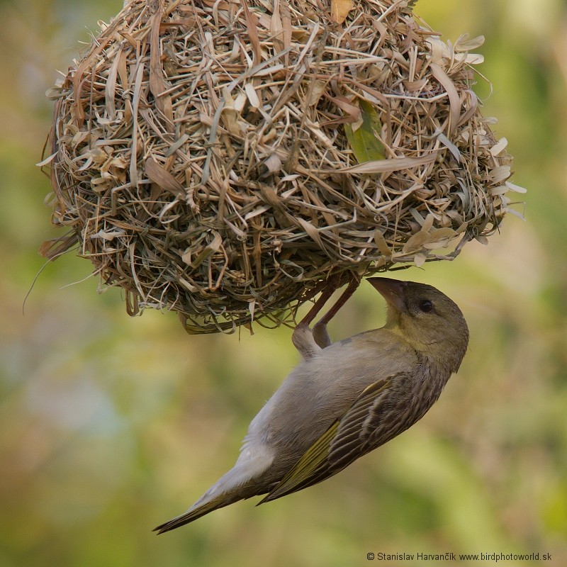 Rüppell's Weaver - ML204393471