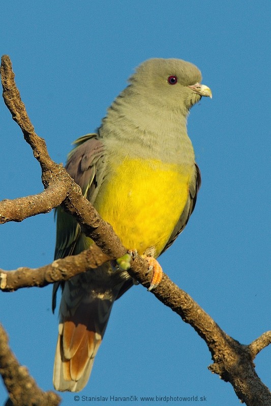 Bruce's Green-Pigeon - ML204393501