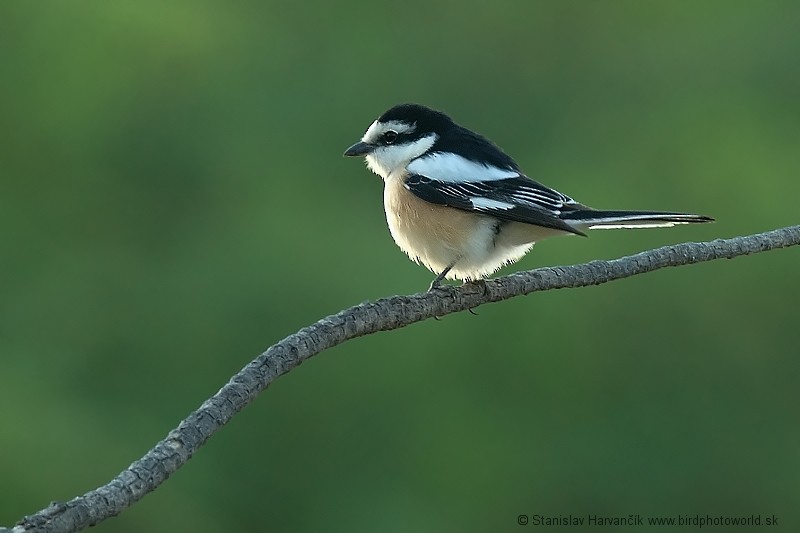 Masked Shrike - ML204393531