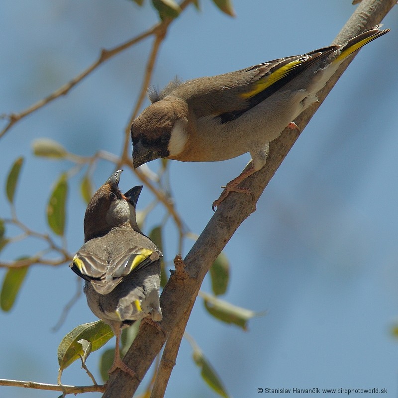 Arabian Grosbeak - ML204393601