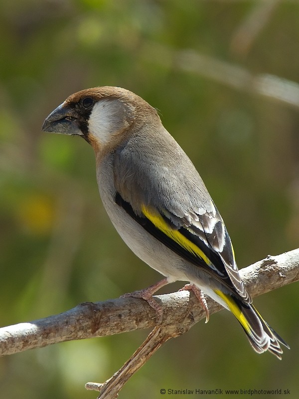 Arabian Grosbeak - ML204393611