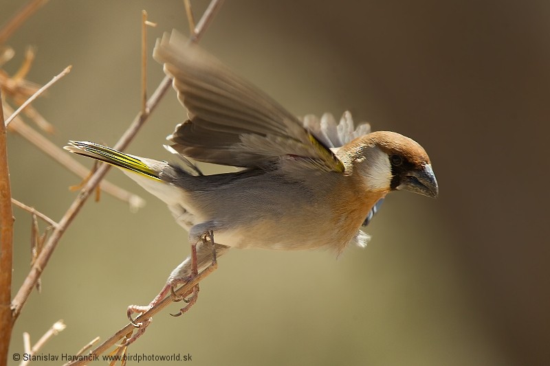 Arabian Grosbeak - ML204393621