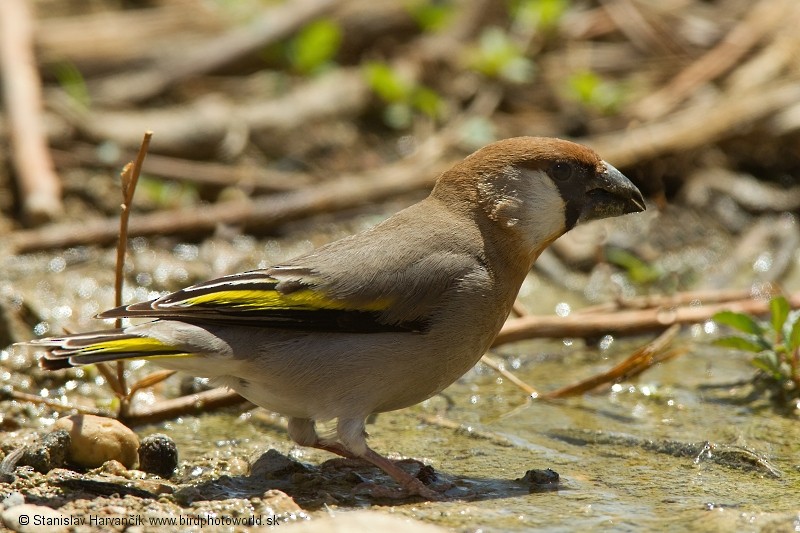 Arabian Grosbeak - ML204393631