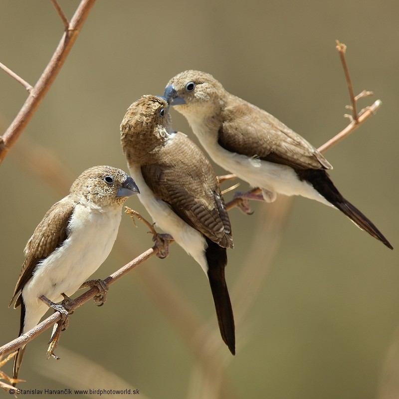 African Silverbill - Stanislav Harvančík