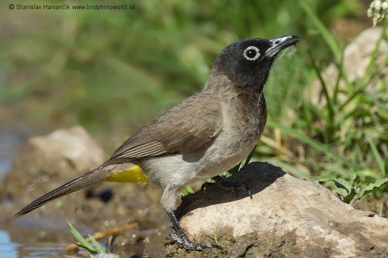 White-spectacled Bulbul - ML204393721