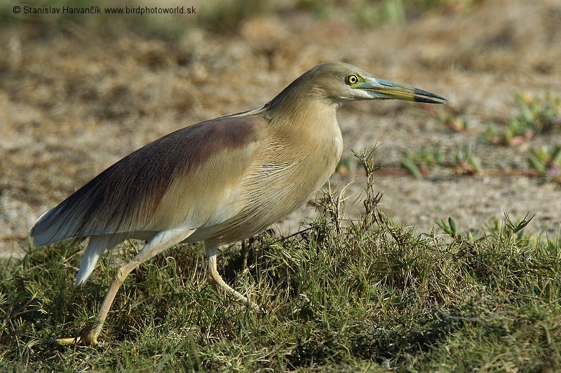 Indian Pond-Heron - ML204393771