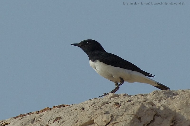 Hume's Wheatear - Stanislav Harvančík