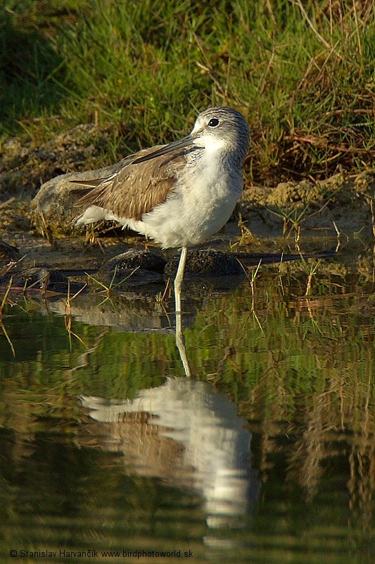 Common Greenshank - ML204394061