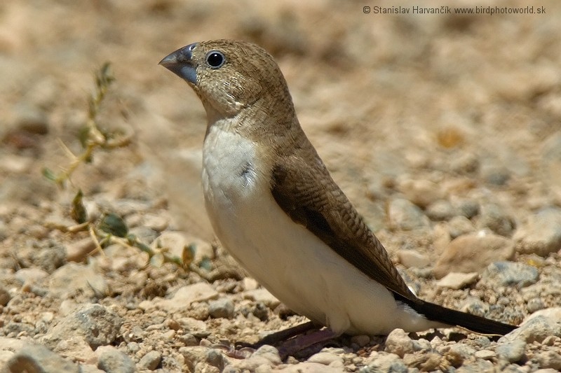 African Silverbill - ML204394111