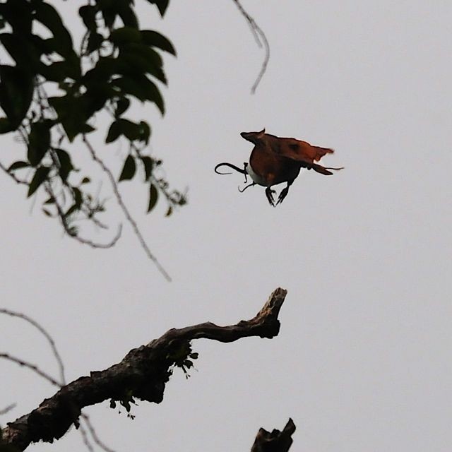 Three-wattled Bellbird - ML204394211