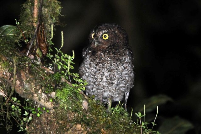 Bare-shanked Screech-Owl - ML204394261