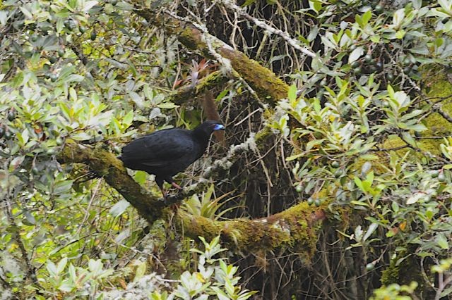 Black Guan - Jacques Erard