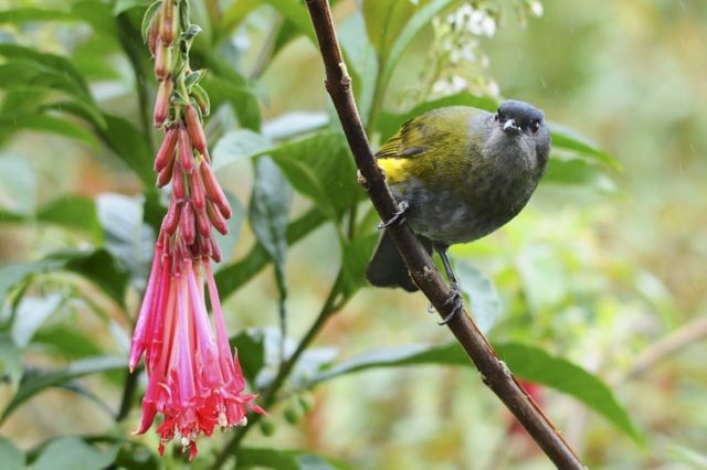 Black-and-yellow Silky-flycatcher - ML204394291