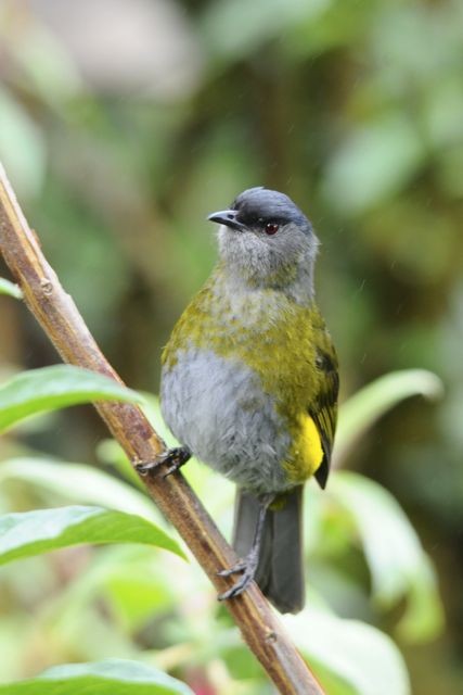 Black-and-yellow Silky-flycatcher - Jacques Erard