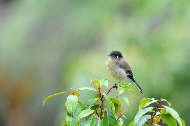 Black-capped Flycatcher - ML204394331