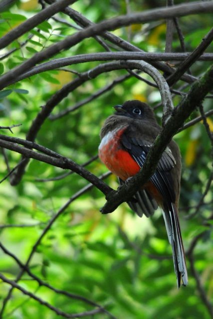 Collared Trogon - Jacques Erard