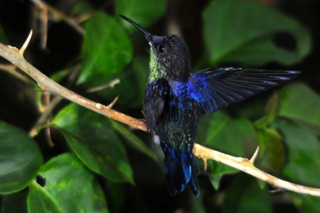 kolibřík vidloocasý - ML204394621