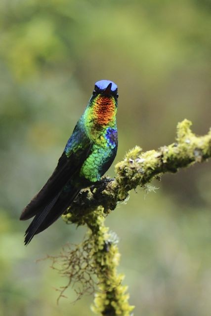 Fiery-throated Hummingbird - Jacques Erard