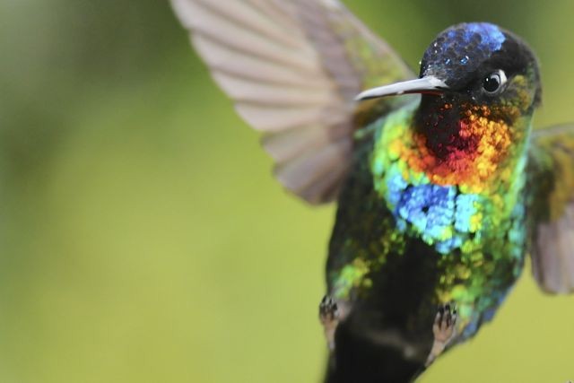 Fiery-throated Hummingbird - ML204394711