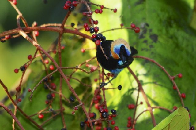 Golden-hooded Tanager - Jacques Erard