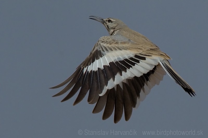 Greater Hoopoe-Lark (Mainland) - ML204394741