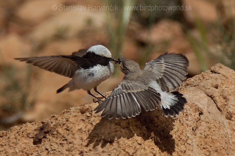 Mourning Wheatear (Maghreb) - Stanislav Harvančík