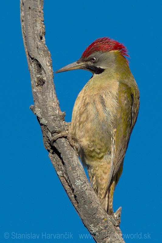 Levaillant's Woodpecker - Stanislav Harvančík