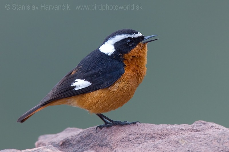 Moussier's Redstart - Stanislav Harvančík