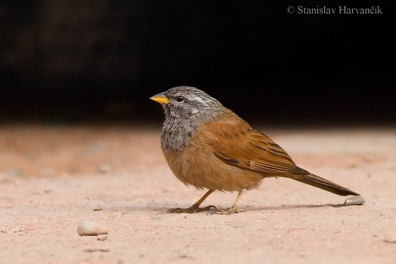 House Bunting - ML204395541