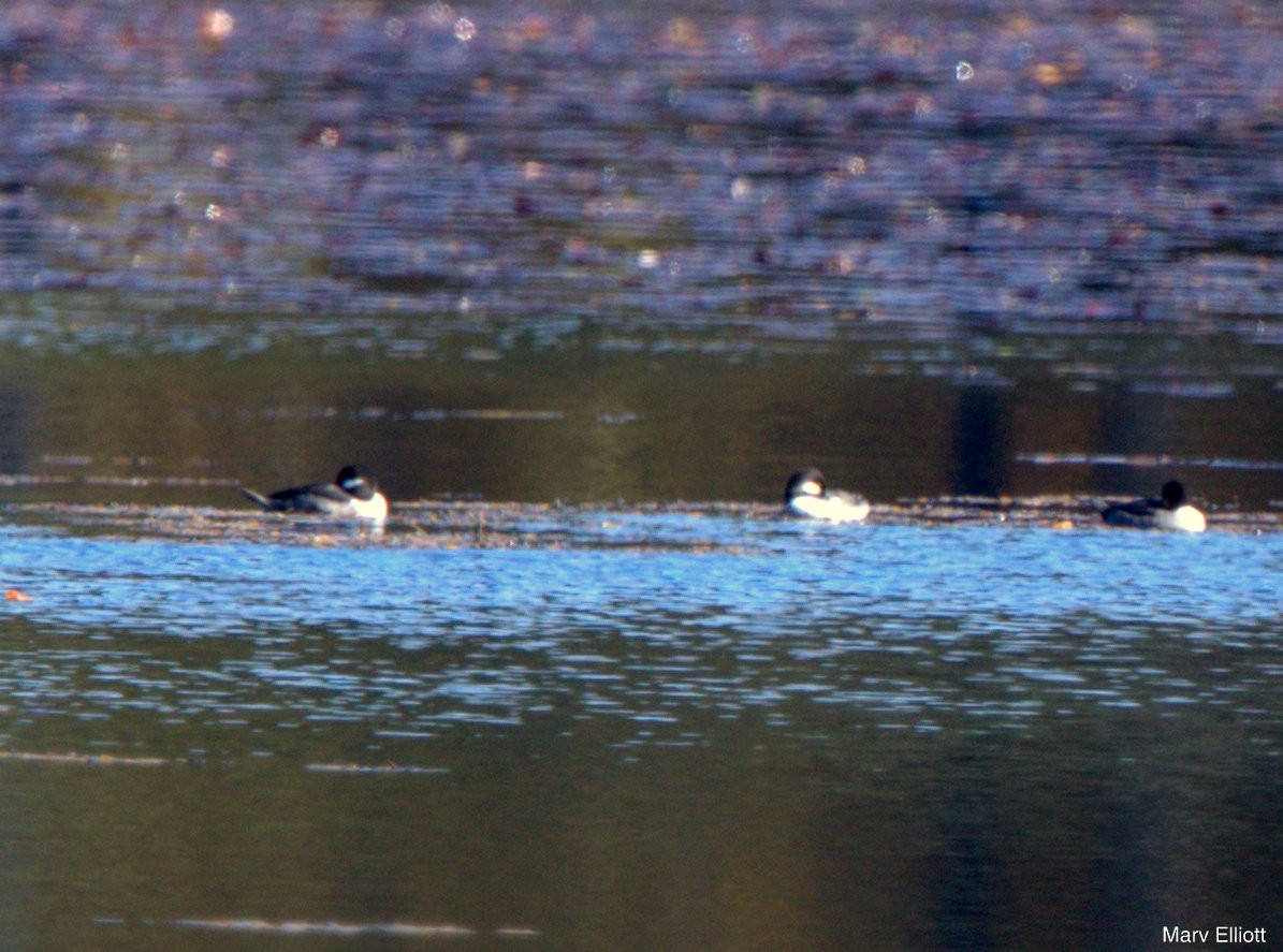 Bufflehead - ML20439561