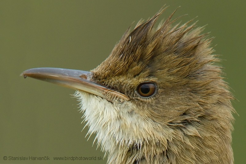 Clamorous Reed Warbler - ML204395671