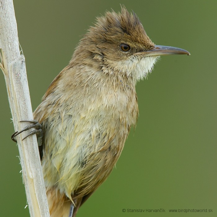 Clamorous Reed Warbler - ML204395681