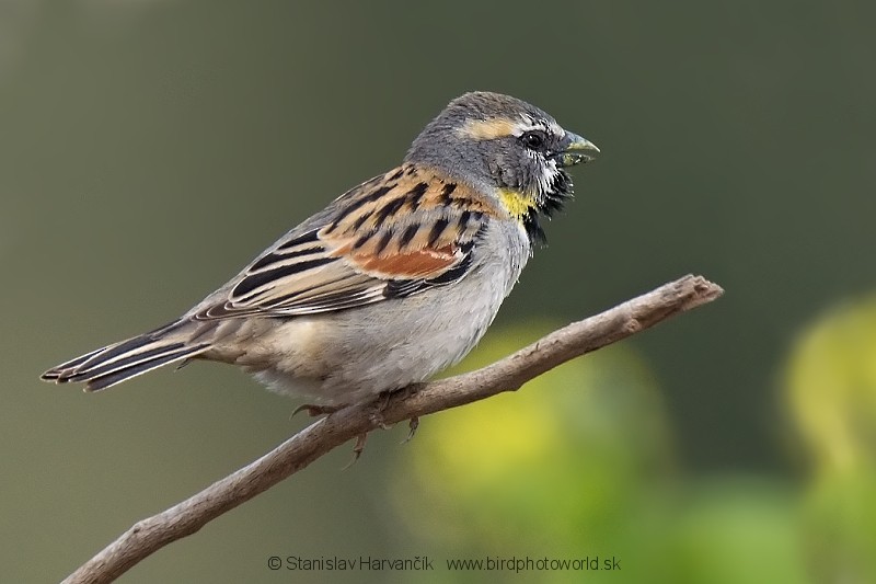 vrabec moabský (ssp. moabiticus) - ML204395791