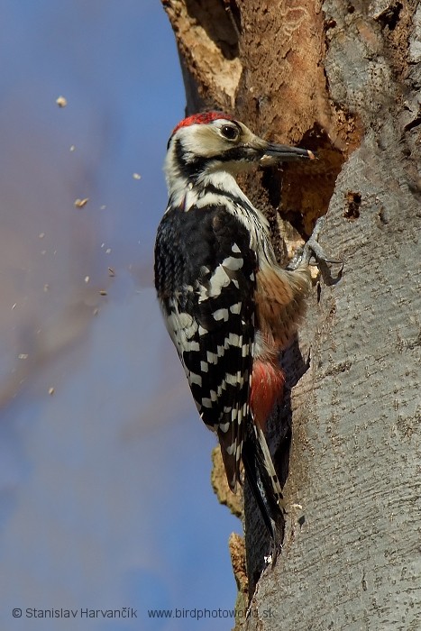 White-backed Woodpecker (White-backed) - ML204395991