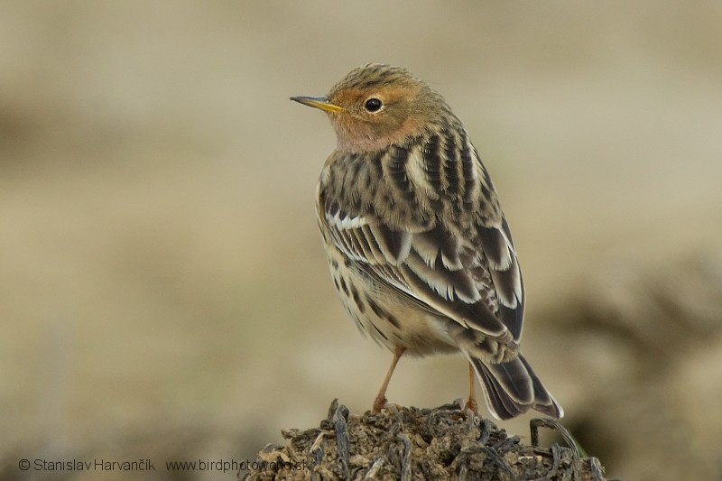 Pipit à gorge rousse - ML204396261