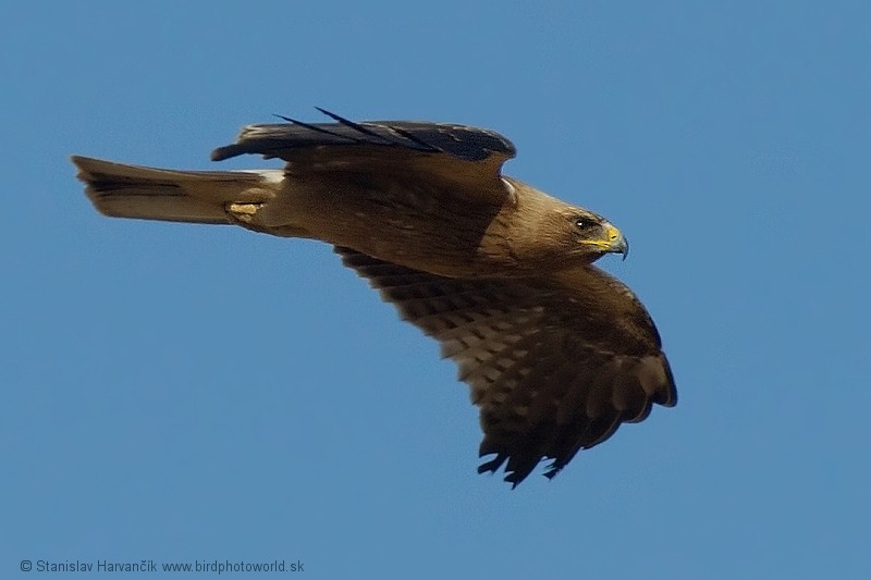 Booted Eagle - ML204396271