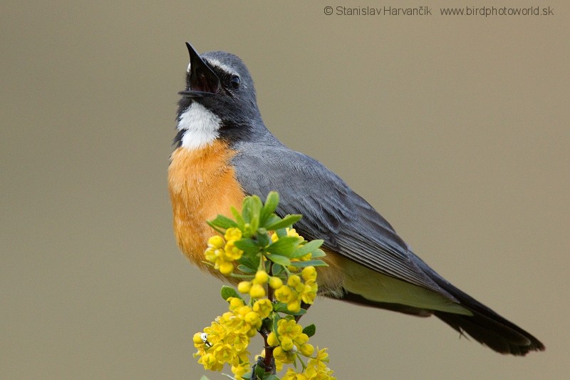 White-throated Robin - Stanislav Harvančík