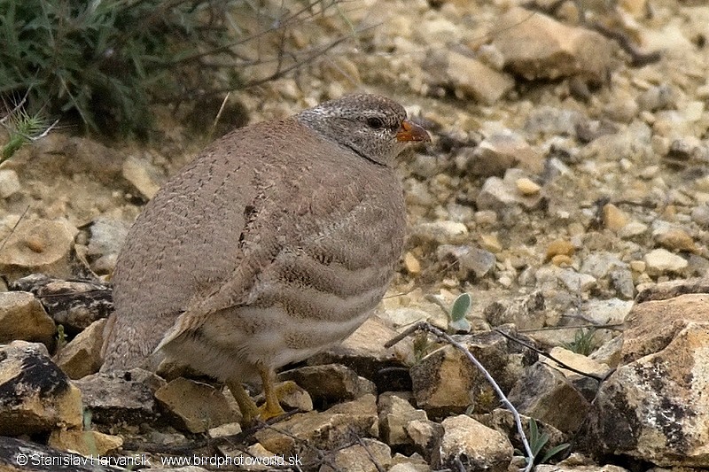 See-see Partridge - Stanislav Harvančík