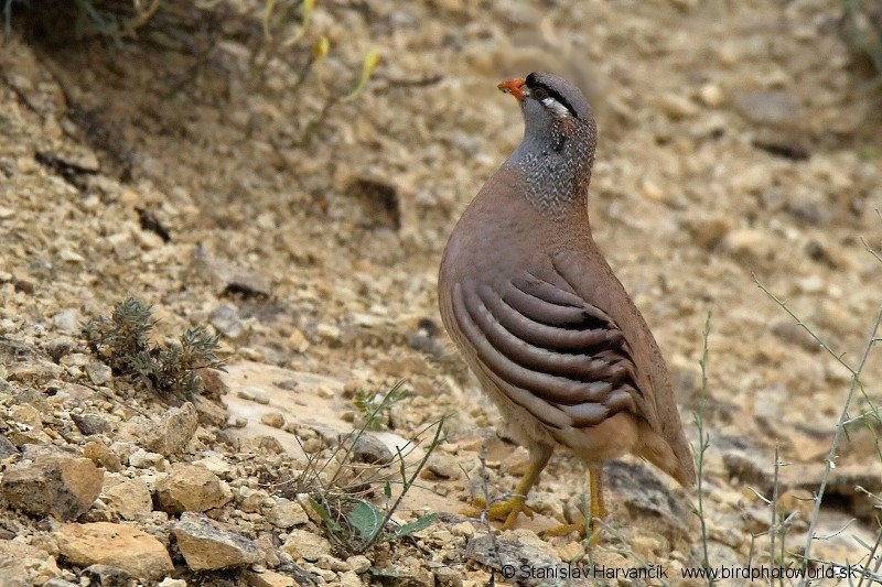 See-see Partridge - Stanislav Harvančík